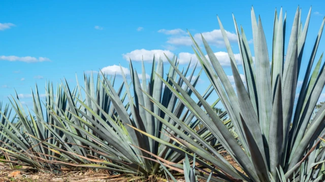 Le Mezcal, l’alcool le plus emblématique du Mexique