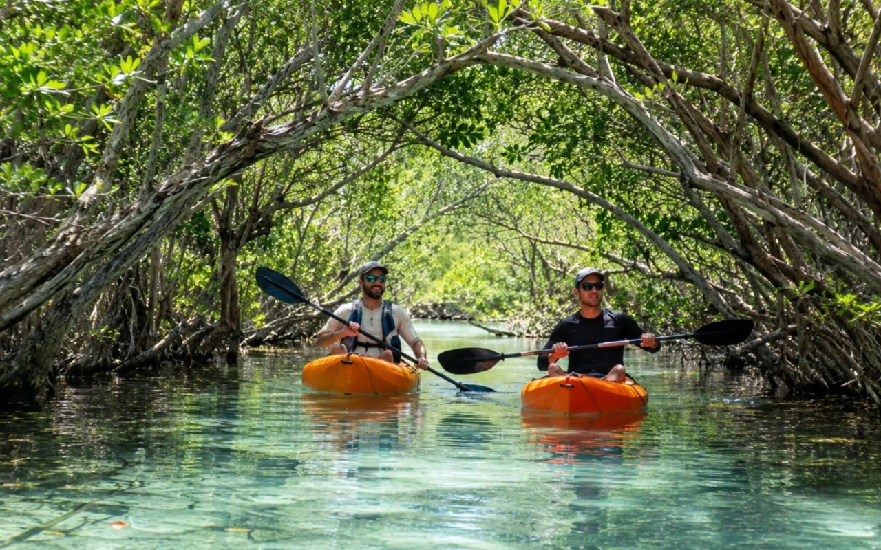 Manglar - Yucatan