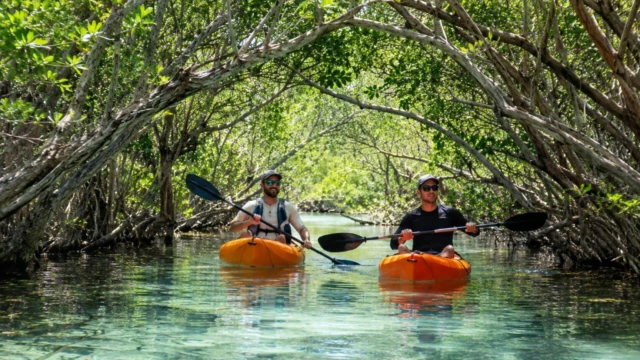 Manglar - Yucatan