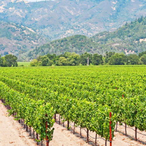 La Vallée de Guadalupe : un voyage au cœur des vignobles mexicains