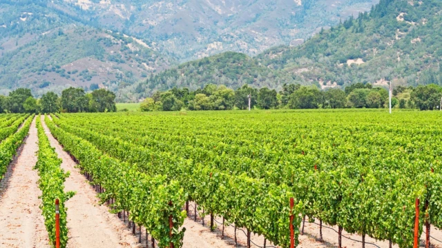 La Vallée de Guadalupe : un voyage au cœur des vignobles mexicains