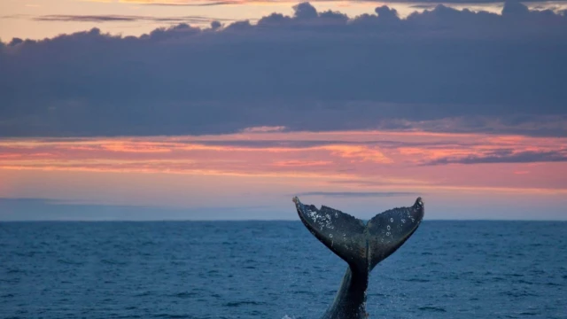 baleine à Bahia Magdalena