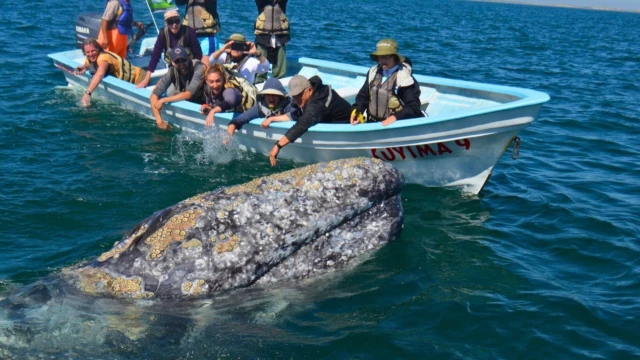 baleine à Puerto San Carlos
