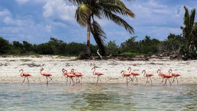 des flamants roses sur la péninsule du Yucatan - Mexique