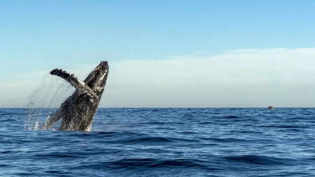 L’arrivée des baleines en Basse Californie
