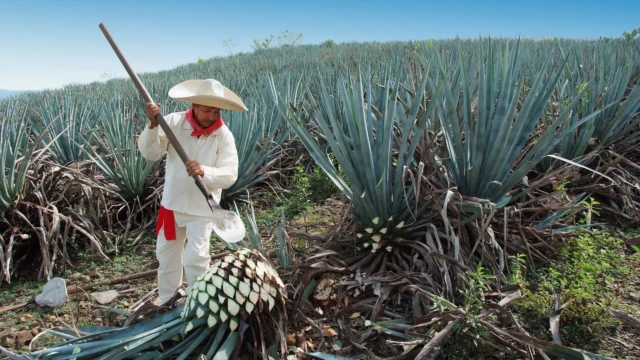 Jimador Man working in the tequila industry