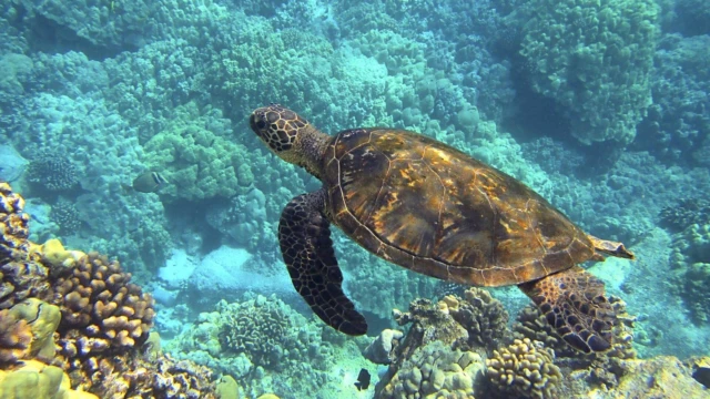 tortue marine à Akumal