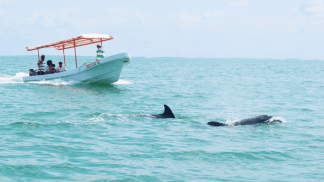 Isla aguada - Campeche