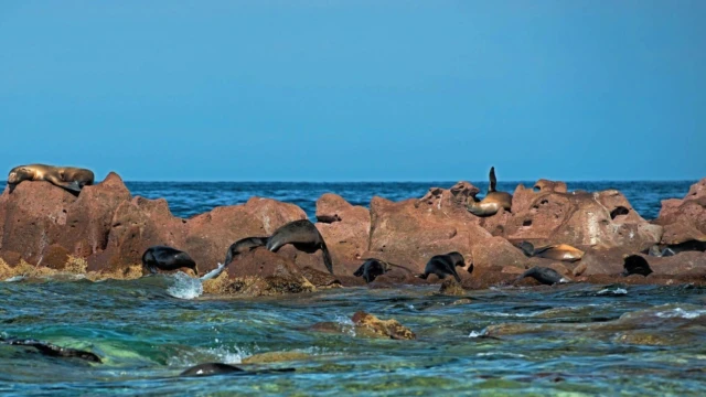 île Espíritu Santo à Basse-Californie