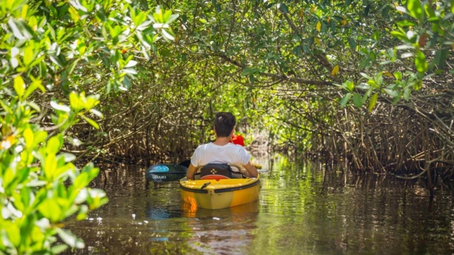 Manglar - Yucatan