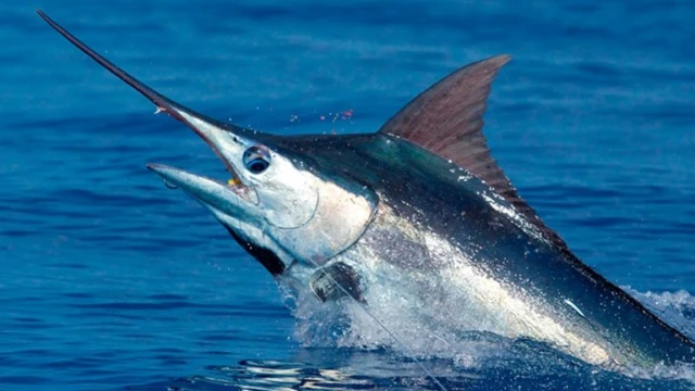Le poisson le plus rapide au monde