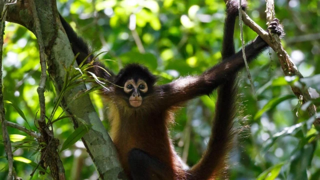 Singe à Punta laguna