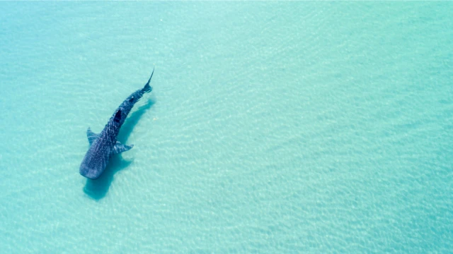 L’ aventure avec les requins baleine