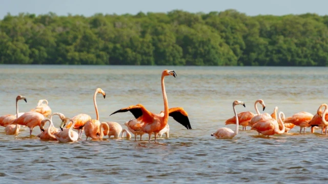 flamants roses à Rio Lagartos