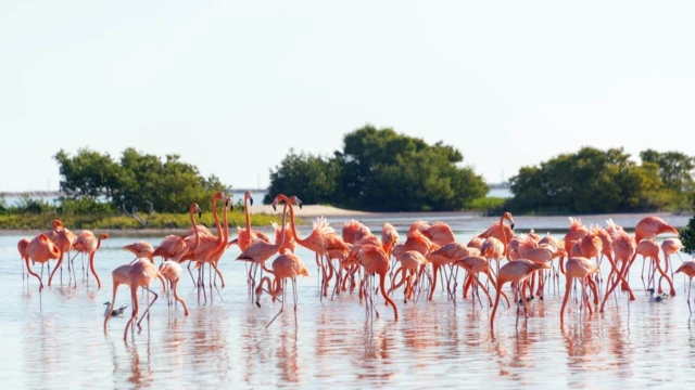 flamants roses à Rio Lagartos
