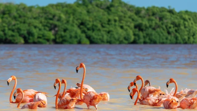 Flamants roses à Rio Lagartos, Yucatán - Mexique