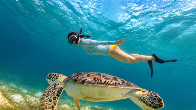 snorkeling avec les tortues à Akumal, Quinta Roo