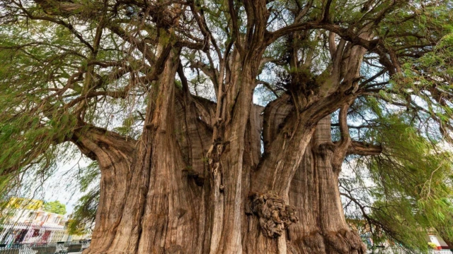 Arbre à El Tule - Oaxaca