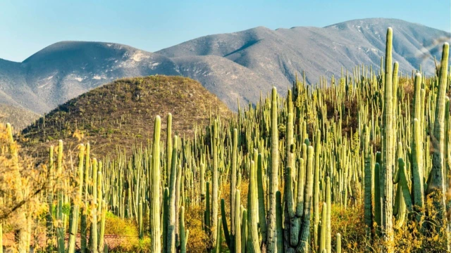 réserve de zapotitlan de salinas - Oaxaca